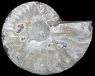 Agatized Ammonite Fossil (Half) #56327-1